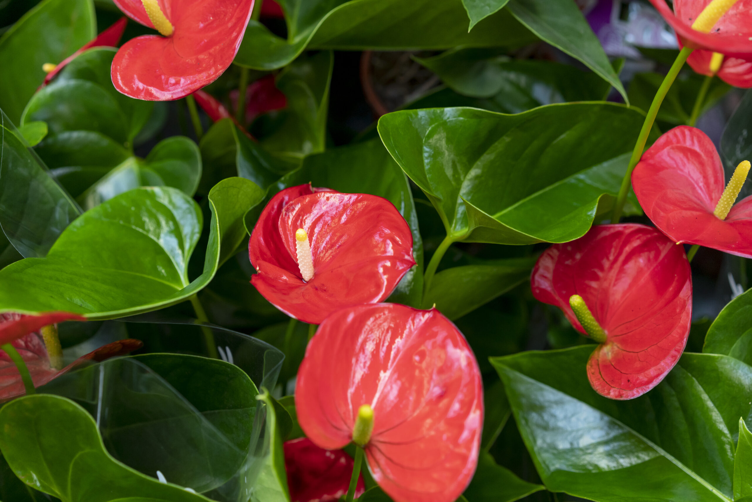 close-up-beautiful-elegant-flowers